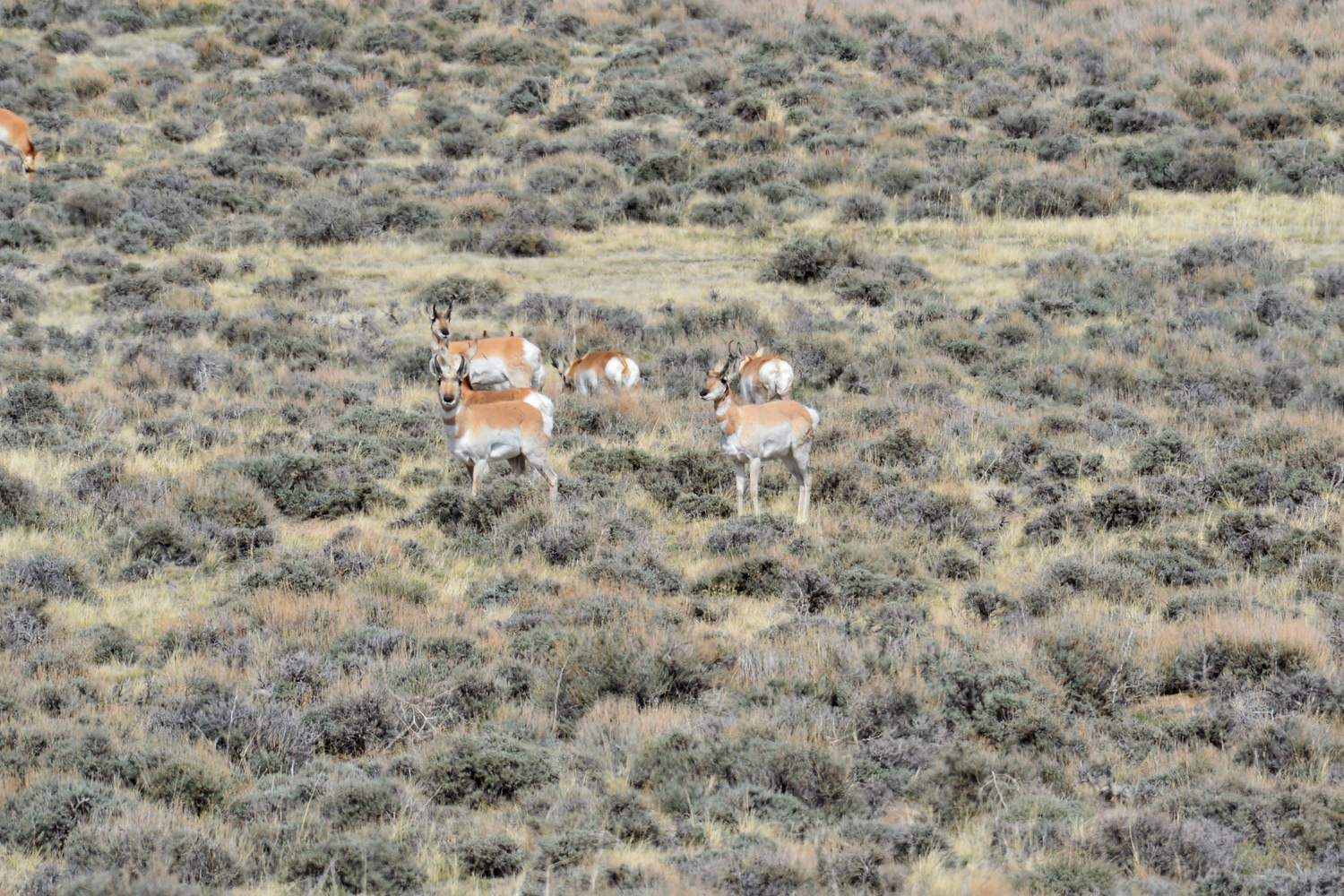 A small herd of pronghorn standing in the sagebrush.
